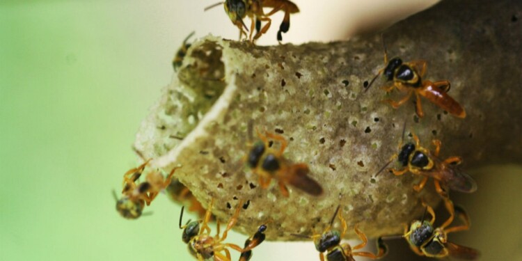 PROGRAMA. Con la normativa se busca fomentar el uso de métodos orgánicos y la utilización de bioinsumos para el control de plagas en zonas urbanas y sensibilizar sobre el impacto adverso de los fitosanitarios en las abejas nativas.