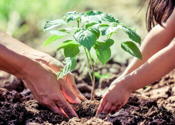 Invitan a la comunidad a plantar árboles en la Travesía Urbana de Posadas