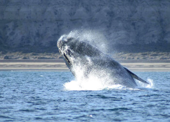 Temporada de ballenas