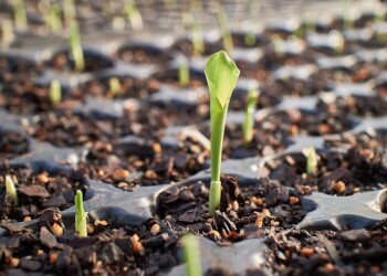 Fertilizantes: avanza proyecto para impulsar la producción de bioinsumos
