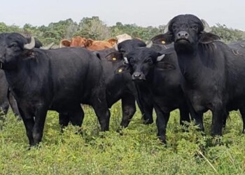 Misiones impulsa la producción de búfalos con un programa estatal