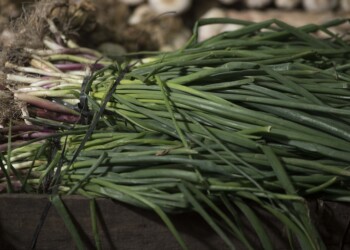 Cultivos de invierno: el destacado lugar de la cebollita de verdeo
