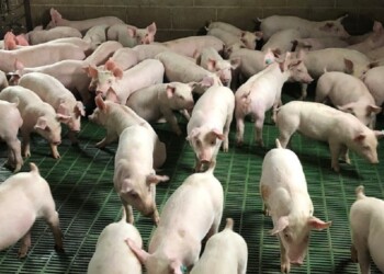 Efluentes: mejorar la sustentabilidad de los sistemas productivos