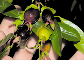 Misiones impulsa el desarrollo de la actividad frutícola