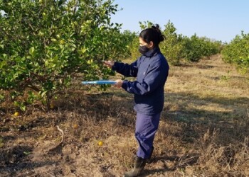 Reducen un 21% la presencia del insecto que transmite el HLB