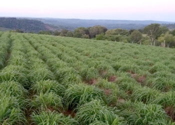 Piden asistencia para productores de citronela por fuerte caída de precio