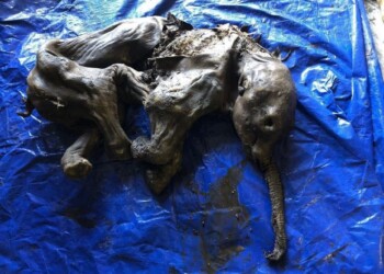 Encuentran una cría de mamut de hace 30 mil años en perfecto estado de conservación
