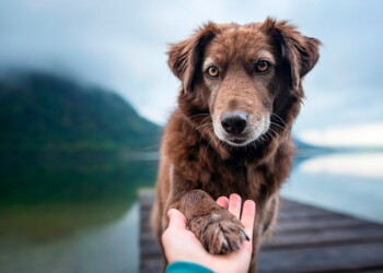 “Quiero perro, pero no bancarme sus olores”