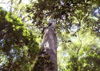 Guatambú blanco: nativo misionero y una pieza vital para la lucha contra el mal de Chagas
