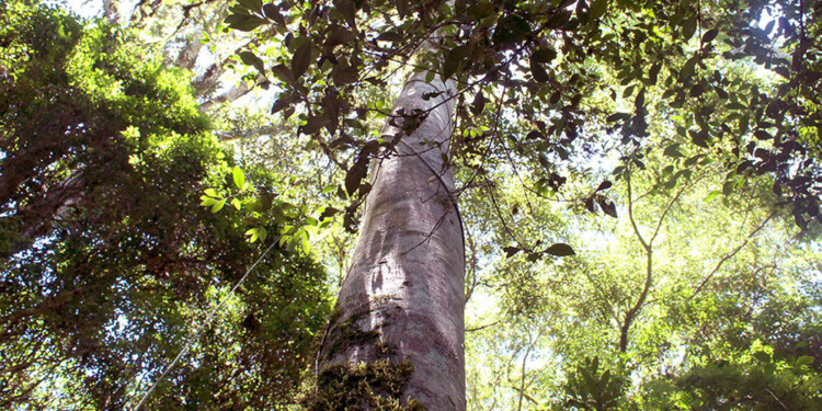 GIGANTE BLANCO. La Fundación Bosques Nativos se encarga de preservar las especies para que sean investigadas.