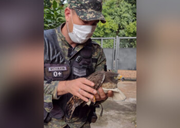Resguardan a un halcón peregrino herido en Posadas