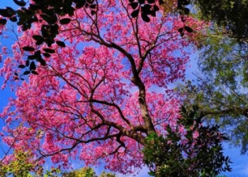 El insólito motivo por el que en Misiones se celebra hoy el Día del Árbol