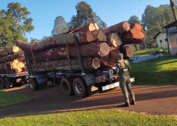 Incautaron más de 20 rollos de madera nativa en San Pedro