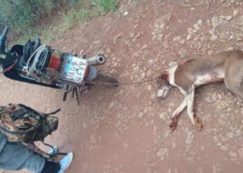 Detuvieron a un hombre por presunto “maltrato animal” en Campo Grande