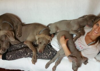 Mascotas: Como en un cuento