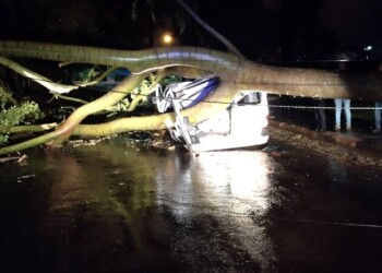 Por la tormenta, un gigantesco árbol aplastó un utilitario en Oberá