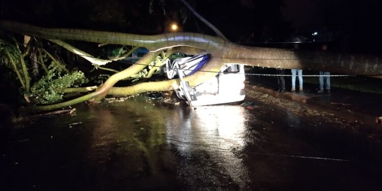 Por la tormenta, un gigantesco árbol aplastó un utilitario en Oberá