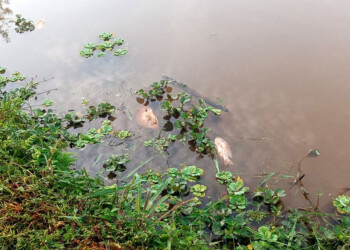 Hallaron peces muertos en el Lago Ziegler de Eldorado y se investigan las causas
