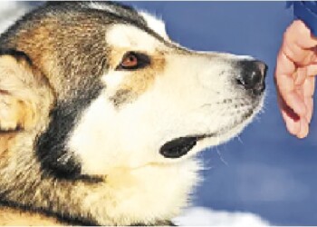 Cómo acercarse y saludar a un perro desconocido