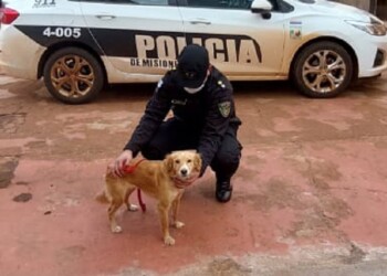 Rescataron a una perra maltratada por su propio dueño