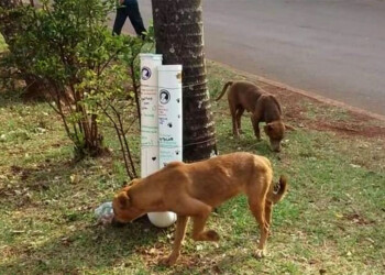 Buscan apoyo para construir un centro de contención animal