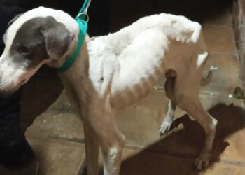 Rescatan a un perro a punto de morir