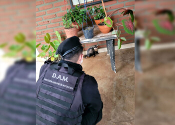 Resguardaron a una comadreja que estaba en el acceso a un comercio