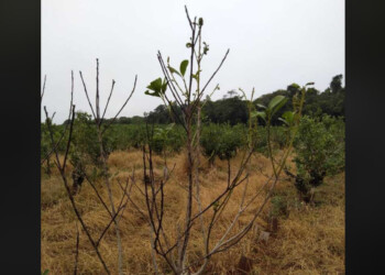 La yerba enfrenta histórica caída de hojas que ya afecta el 20% de las plantaciones