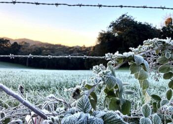 “Con el frío las pasturas no brotaron y ahora lo poco que había se heló”