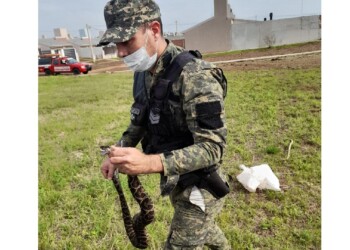 Rescataron a una yarará en el barrio Itaembé Guazú