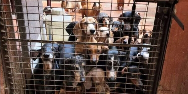 Los vecinos denunciaron que había un criadero de perros.