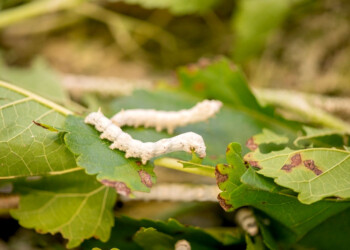 La producción de seda como herramienta de desarrollo local