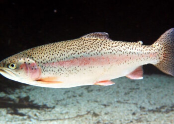 Por primera vez, Argentina exporta trucha arco iris a Japón