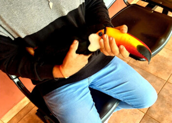 Resguardaron a un tucán herido en Jardín América