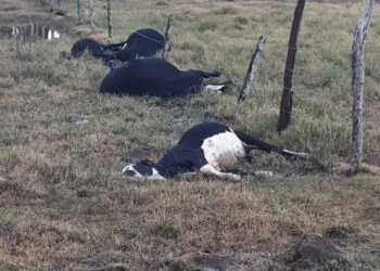 Ganado muerto y múltiples destrozos: lo que dejó el último temporal en Pozo Azul