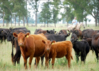 Desarrollan vacuna contra Escherichia coli en bovinos