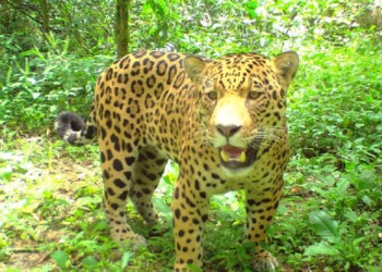 Yaguareté: el rey de la selva misionera nos necesita para seguir existiendo