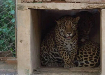 Tres yaguaretés rescatados en Paraguay serán reintroducidos en el Iberá