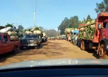 Con buenos precios y pago al contado, la cosecha de yerba marcha a pleno