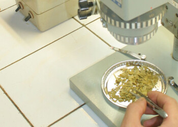 Afirman que no se permitirá el ingreso de yerba con mayor cantidad de contaminantes