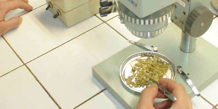 POLÉMICA. Brasil propone elevar el límite máximo a 0,90 mg/kg para cadmio y entre 1,0 a 1,20 mg/kg en plomo.