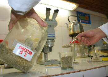 Alerta en el sector yerbatero argentino por pedido de Brasil para aumentar límites de contaminantes en la yerba mate