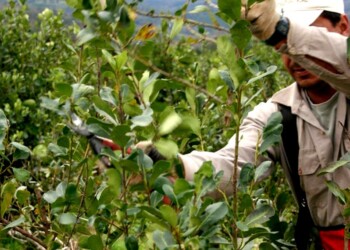 Se emitieron libretas de trabajo rural