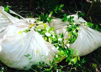 Rescatan casi una tonelada de yerba mate cuando intentaban robarla