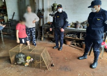 Campo Grande: rescatan y regresan a su hábitat a un zorro gris