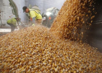 Commodities cotizan en baja y le dan la peor bienvenida a Silvina Batakis