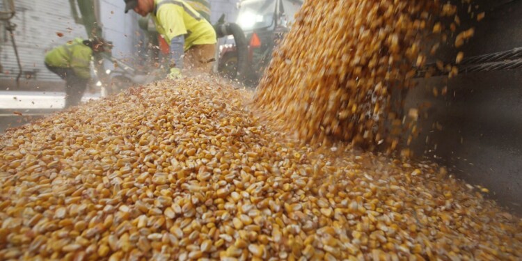 Workers empty corn kernels from a grain bin at DeLong Company in Minooka, Illinois, in this file photo taken September 24, 2014.  U.S. farmers will be caring for their crops months after harvest time this year as they fight to keep bugs from eating away at their thinning profit margins and maintain the quality of the grain while waiting for prices to turn higher and traffic on clogged railroads and waterways to clear.     REUTERS/Jim Young/Files  (UNITED STATES - Tags: AGRICULTURE BUSINESS COMMODITIES)