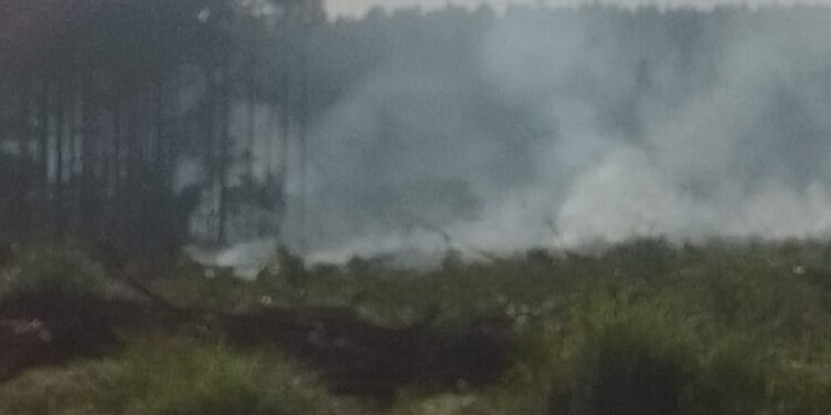 AMBIENTE. Funcionarios aseguraron que se trató de un “delito ambiental”.