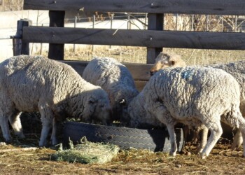 Las ovejas que cambian su dieta producen más