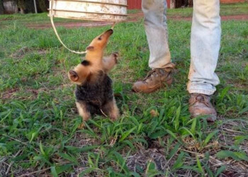 Rescatan y liberan a ejemplar de oso melero en Garuhapé